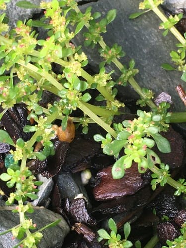 Pilea microphylla (Rockweed) — photo