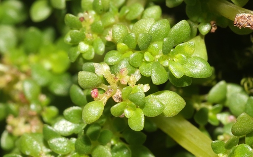 Pilea microphylla