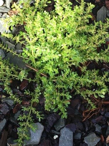 Pilea microphylla (Rockweed) — photo