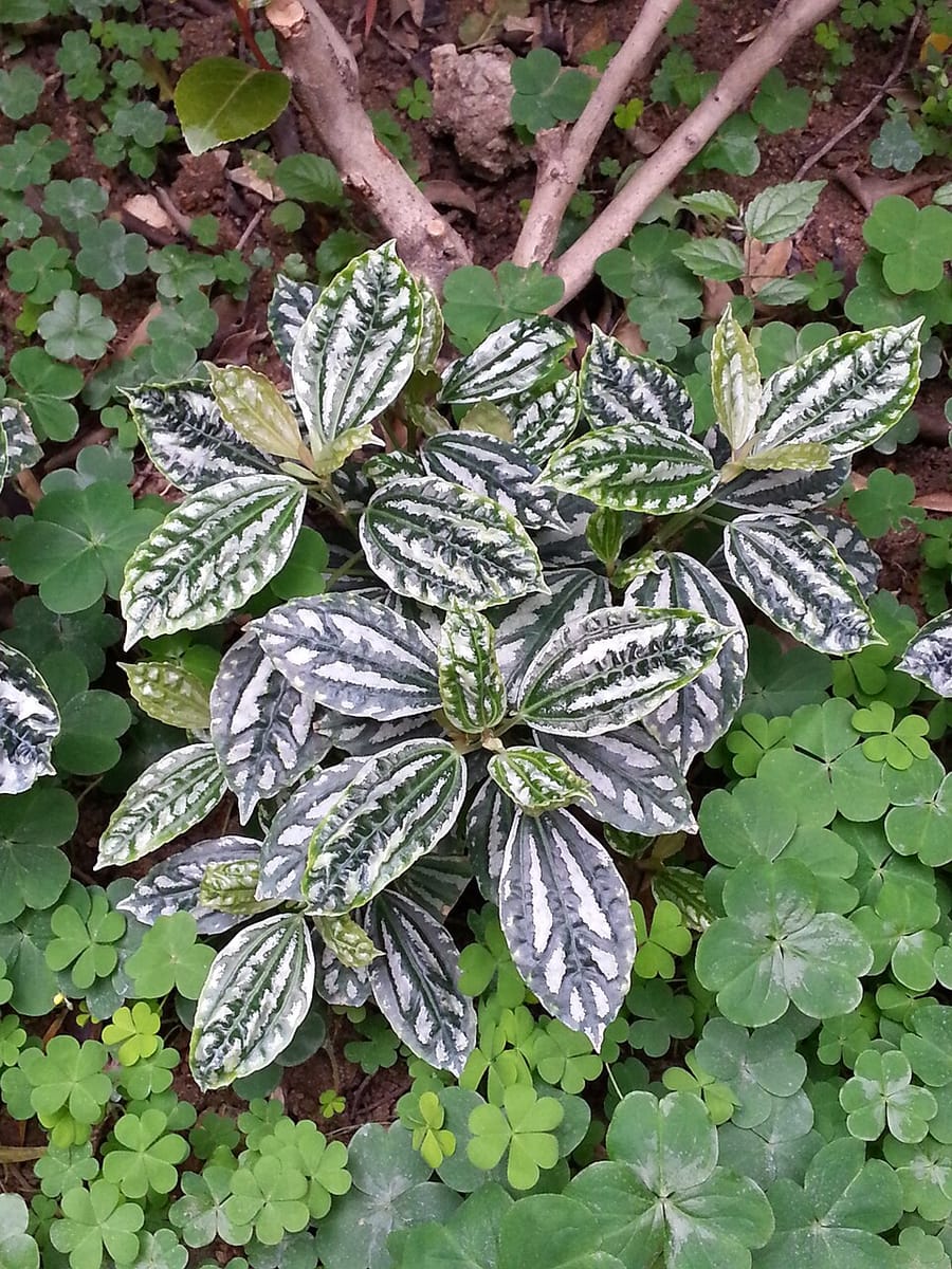 Pilea notata — photo