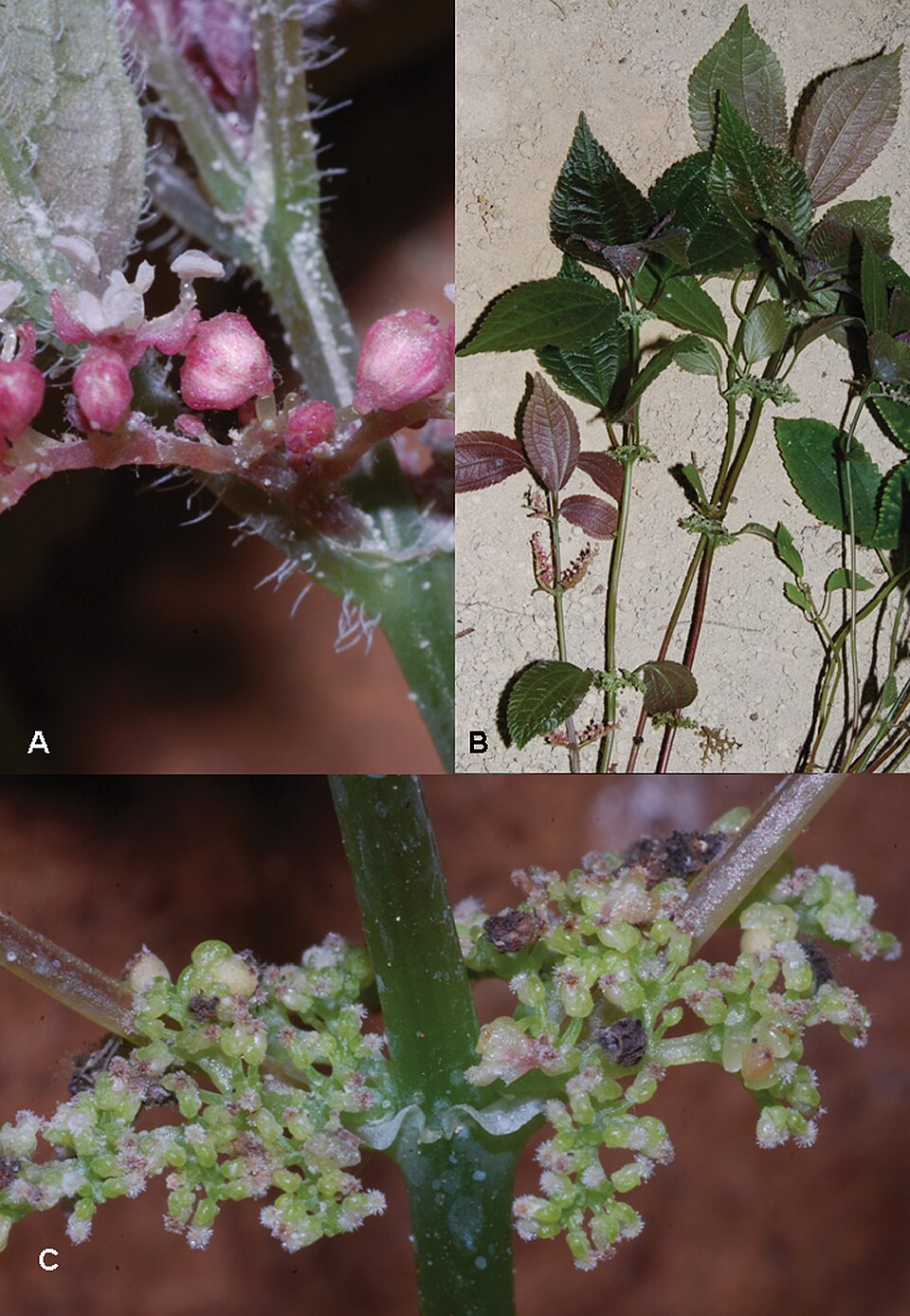 Pilea sp. — photo