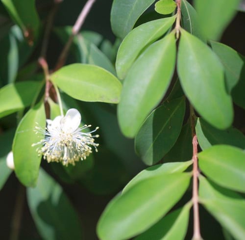 Pilidiostigma rhytispermum (Small-leaved plum myrtle) — photo
