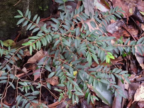 Pilidiostigma rhytispermum