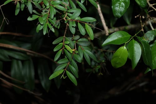 Pilidiostigma rhytispermum (Small-leaved plum myrtle) — photo