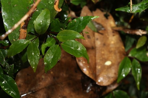 Pilidiostigma tetramerum — photo