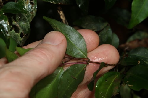 Pilidiostigma tetramerum — photo
