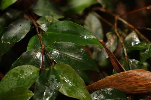 Pilidiostigma tetramerum