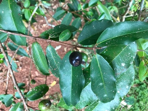 Pilidiostigma tropicum (Apricot Myrtle) — photo