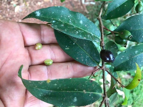 Pilidiostigma tropicum (Apricot Myrtle) — photo