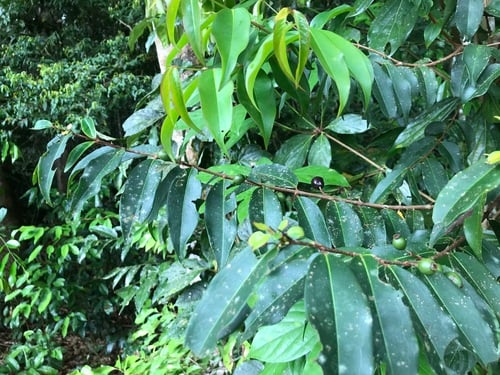 Pilidiostigma tropicum