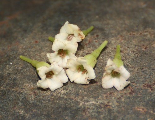 Piliostigma malabaricum var. acidum (Malabar mountain Ebony) — photo