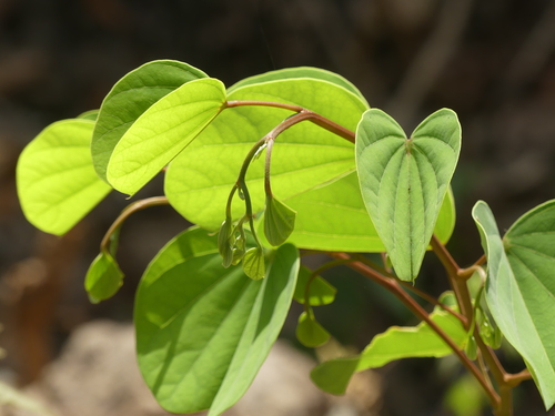 Piliostigma malabaricum var. acidum (Malabar mountain Ebony) — photo