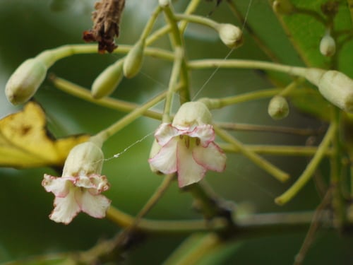 Piliostigma malabaricum var. acidum