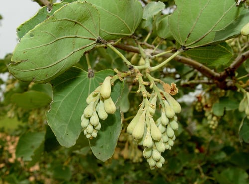 Piliostigma reticulatum (Camel's foot leaf tree) — photo