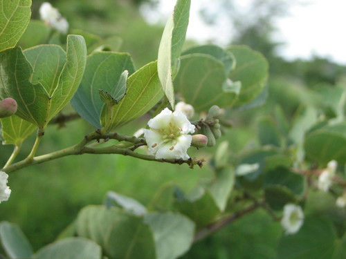 Piliostigma reticulatum (Camel's foot leaf tree) — photo