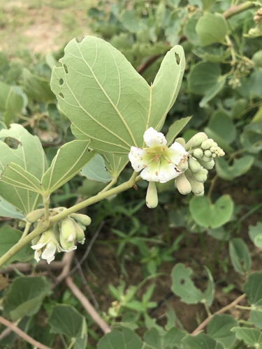 Piliostigma reticulatum