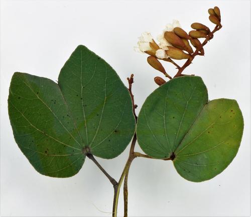 Piliostigma thonningii