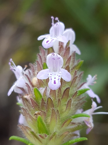 Piloblephis rigida (Wild pennyroyal) — photo