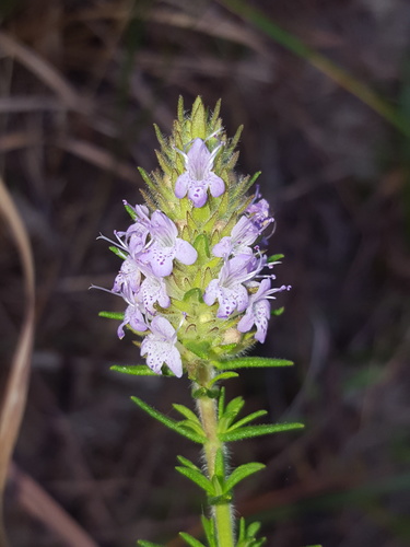 Piloblephis rigida (Wild pennyroyal) — photo