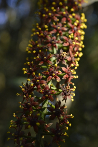 Pilocarpus pennatifolius (Pinnate pilocarpus) — photo