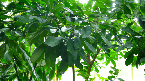 Pilocarpus pennatifolius (Pinnate pilocarpus) — photo