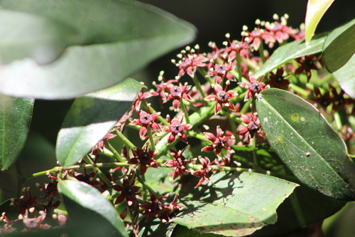 Pilocarpus pennatifolius