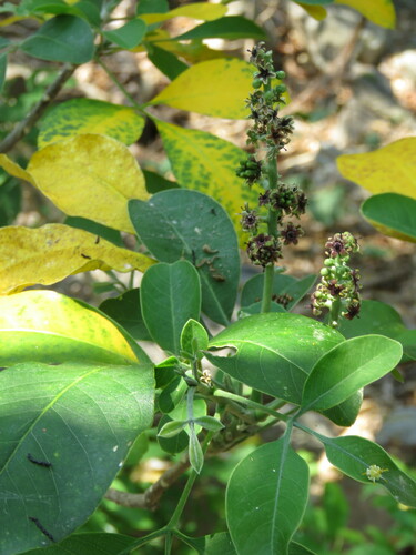 Pilocarpus racemosus subsp. goudotianus — photo