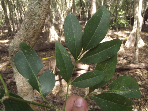 Pilocarpus racemosus subsp. goudotianus — photo