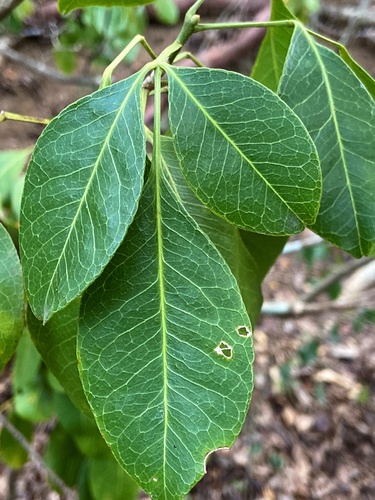 Pilocarpus racemosus subsp. goudotianus