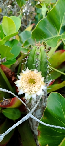 Pilocereus arrabidae (Fachiero-da-praia) — photo