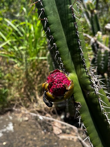 Pilocereus arrabidae (Fachiero-da-praia) — photo