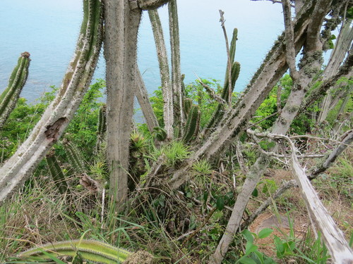 Pilocereus arrabidae