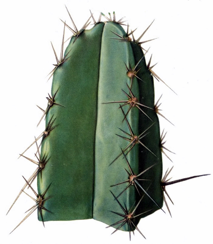 Pilocereus catingicola — photo
