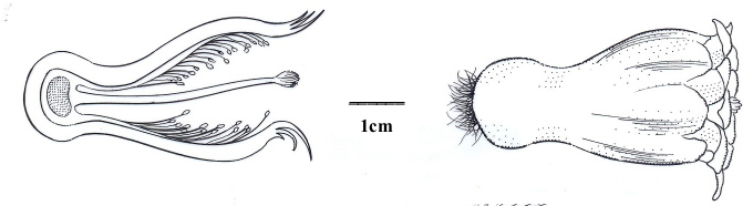 Pilocereus catingicola