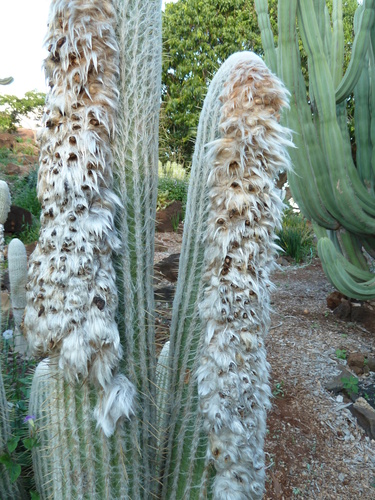 Pilosocereus alensis (Pitahaya barbon) — photo