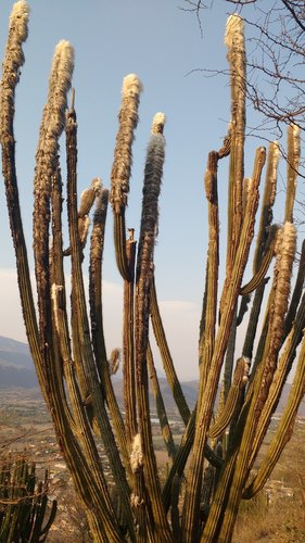 Pilosocereus alensis (Pitahaya barbon) — photo