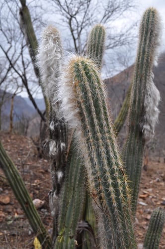 Pilosocereus alensis