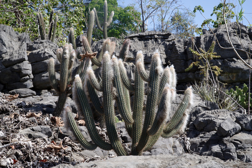 Pilosocereus gounellei (Xiquexique) — photo