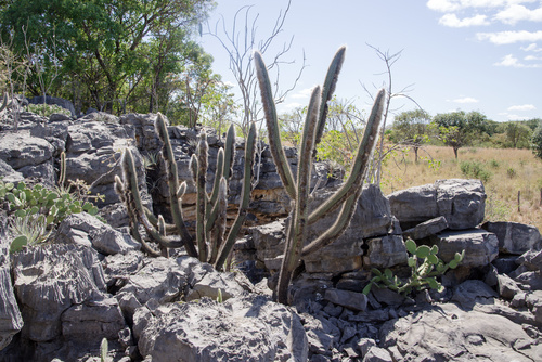 Pilosocereus gounellei (Xiquexique) — photo