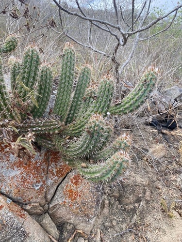 Pilosocereus gounellei