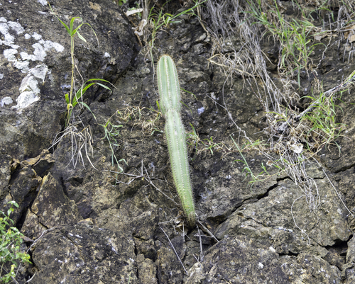 Pilosocereus moritzianus — photo