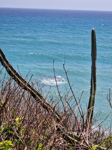 Pilosocereus moritzianus