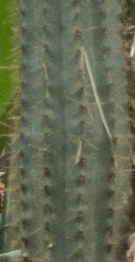 Pilosocereus moritzianus — photo