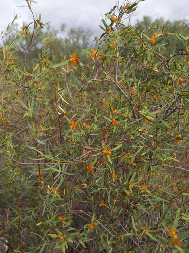 Pimelea microcephala (Mallee Riceflower) — photo