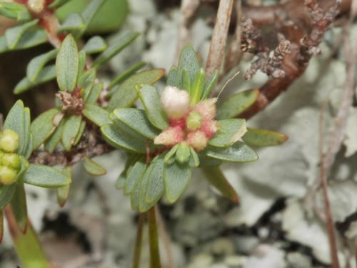 Pimelea prostrata (Pinatoro) — photo