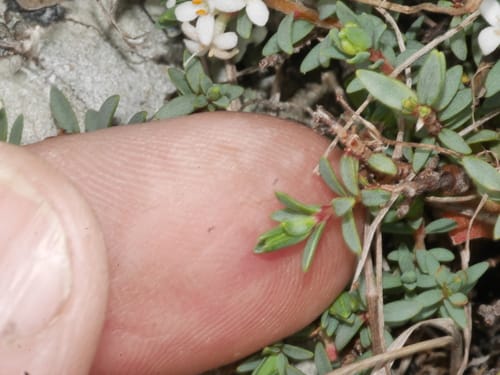 Pimelea prostrata (Pinatoro) — photo