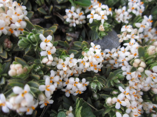 Pimelea prostrata