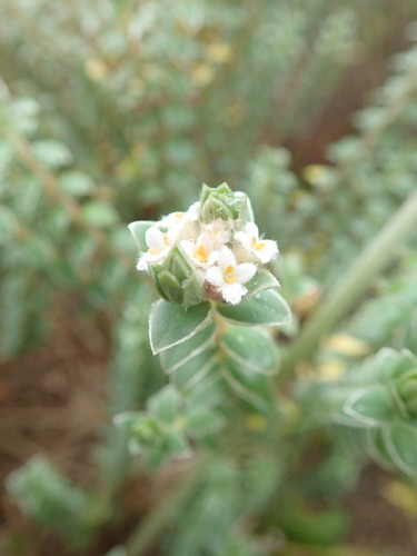 Pimelea villosa subsp. arenaria (Autetaranga) — photo
