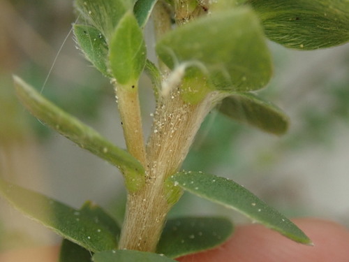 Pimelea villosa subsp. arenaria (Autetaranga) — photo