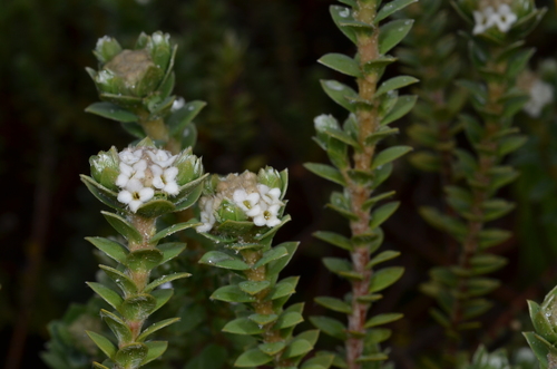 Pimelea villosa subsp. arenaria